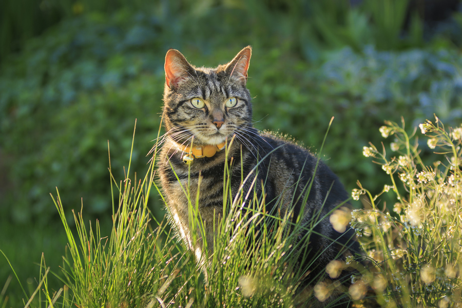 Tabby Cat outside