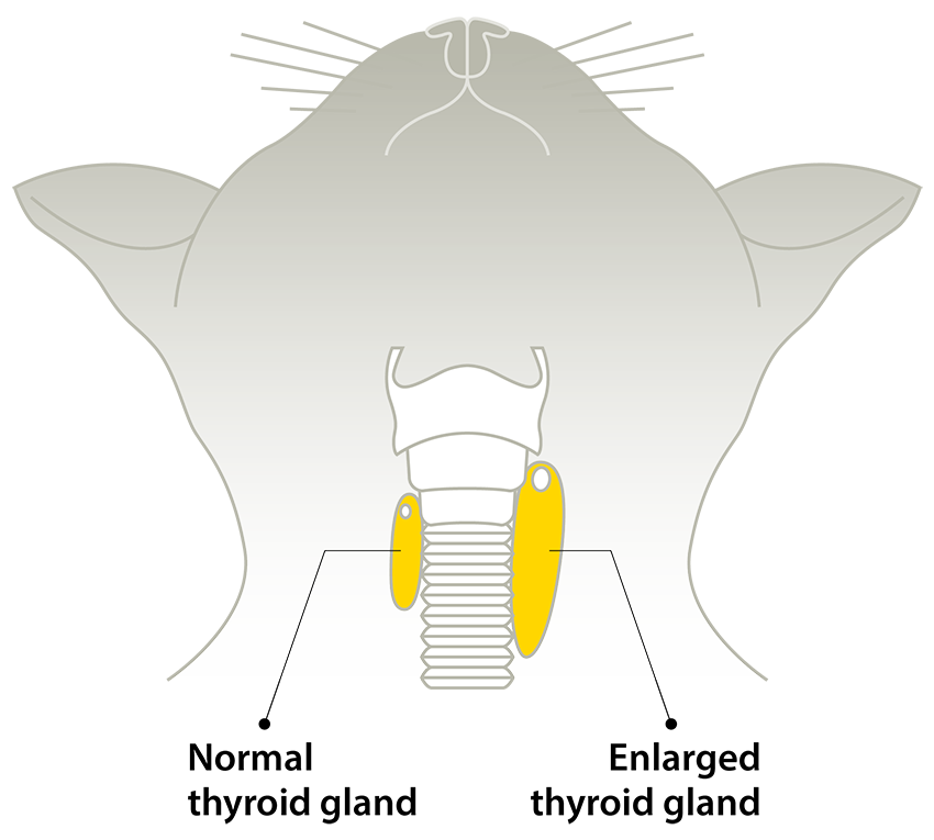 Cat thyroid gland