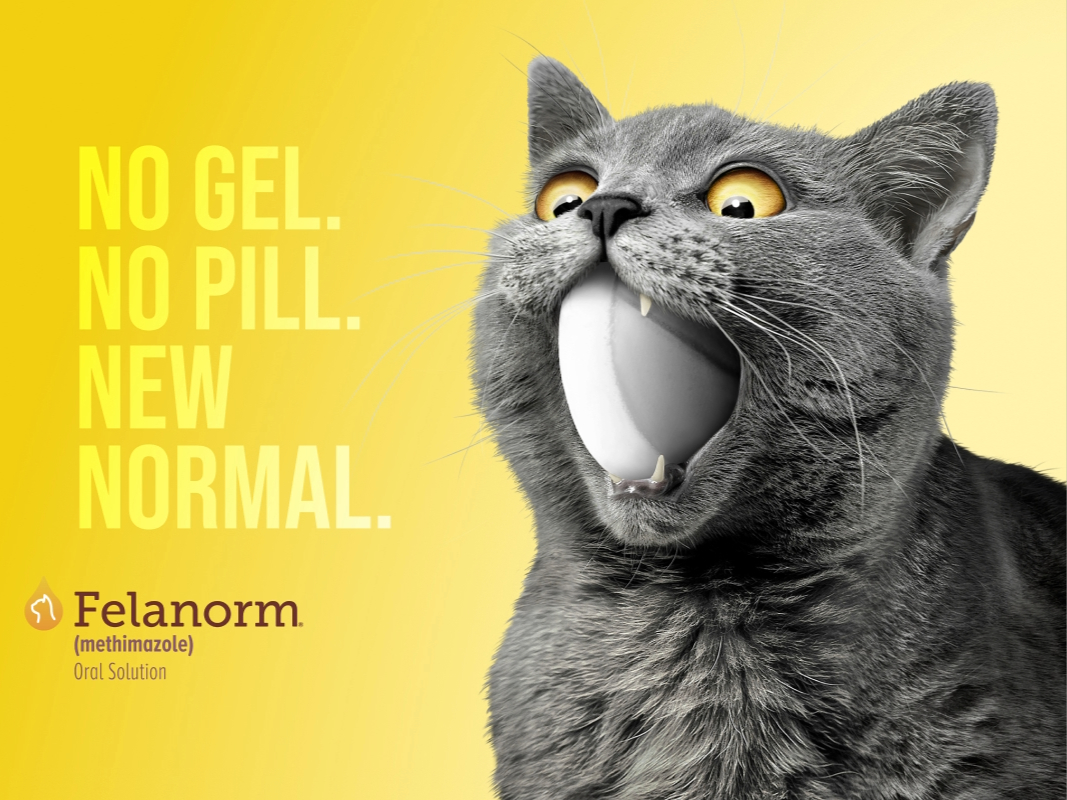 A gray cat on a yellow  background trying to swallow a  comically large pill next to bold  text that reads, 'No gel, no pill,  new normal'.