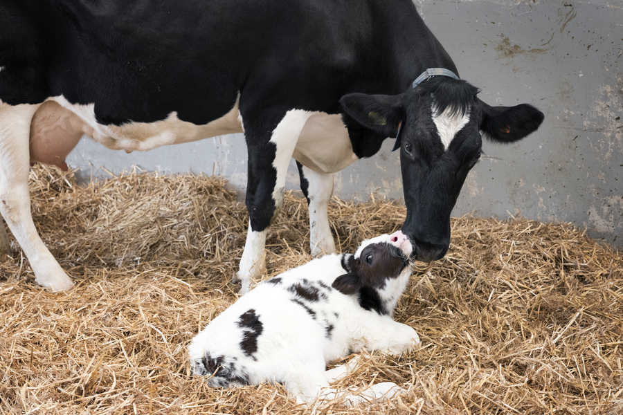 Baby Friesian calf with mother