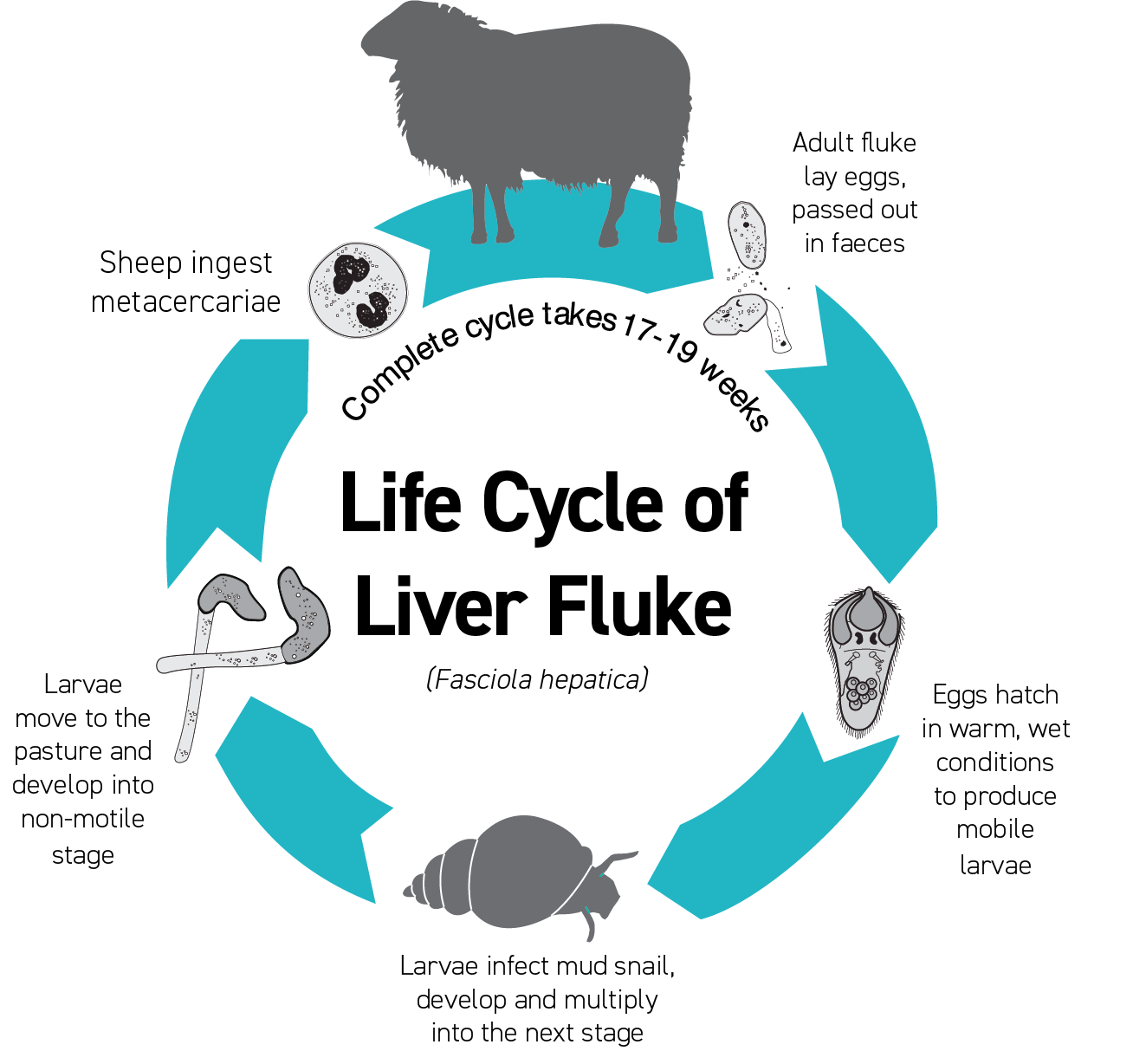 The life cycle of the liver Fluke in sheep