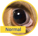 Picture of a normal cow's eye