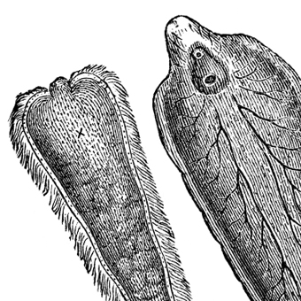 Illustration of liver fluke