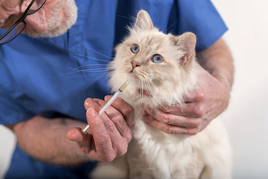 Treatment of Hyperthyroidism in Cats Norbrook Laboratories