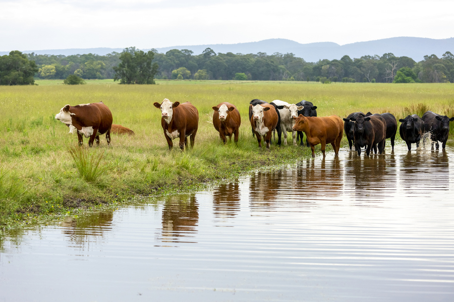 Cattle by a river