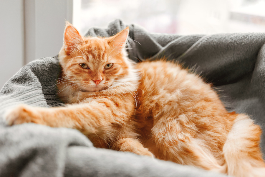 Ginger cat on couch