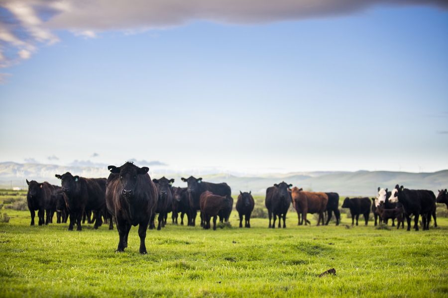 large group of beef cattle on open prairie