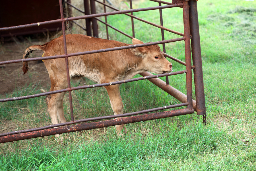 Young calf with scour