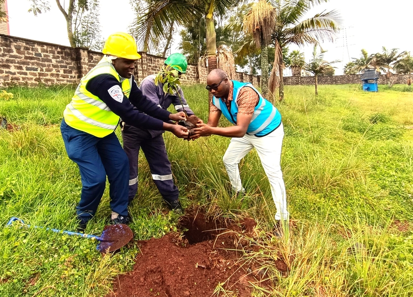 Three of Norbrook's colleagues planting trees