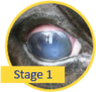 Picture of stage 1 pinkeye showing glassy eye