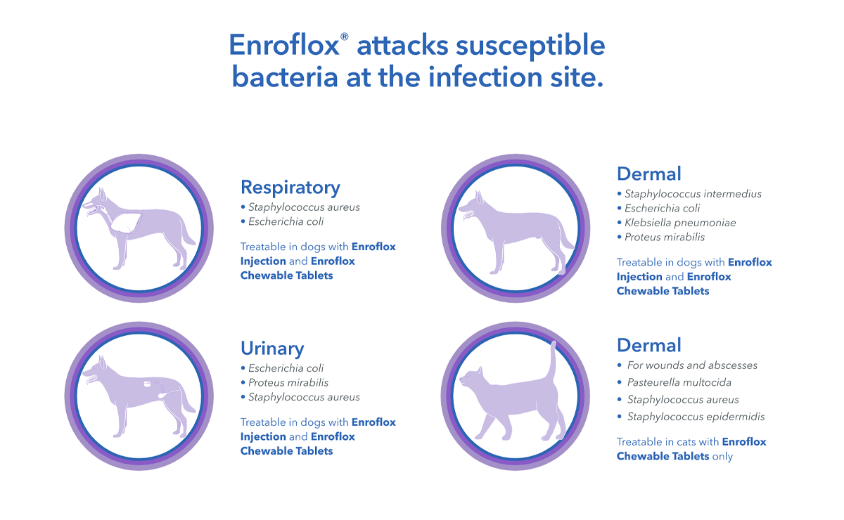 Enroflox® (enrofloxacin) Chewable Tablets