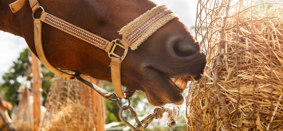 Horse eating hay