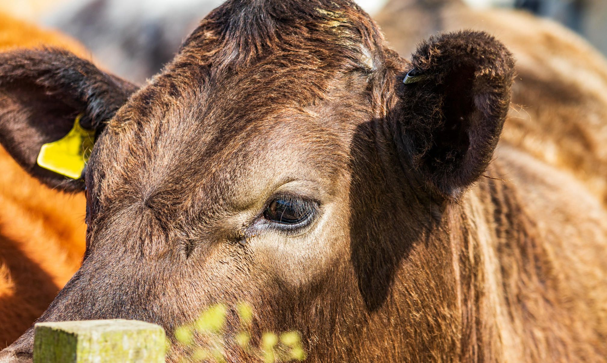 Close up picture of a brown cow