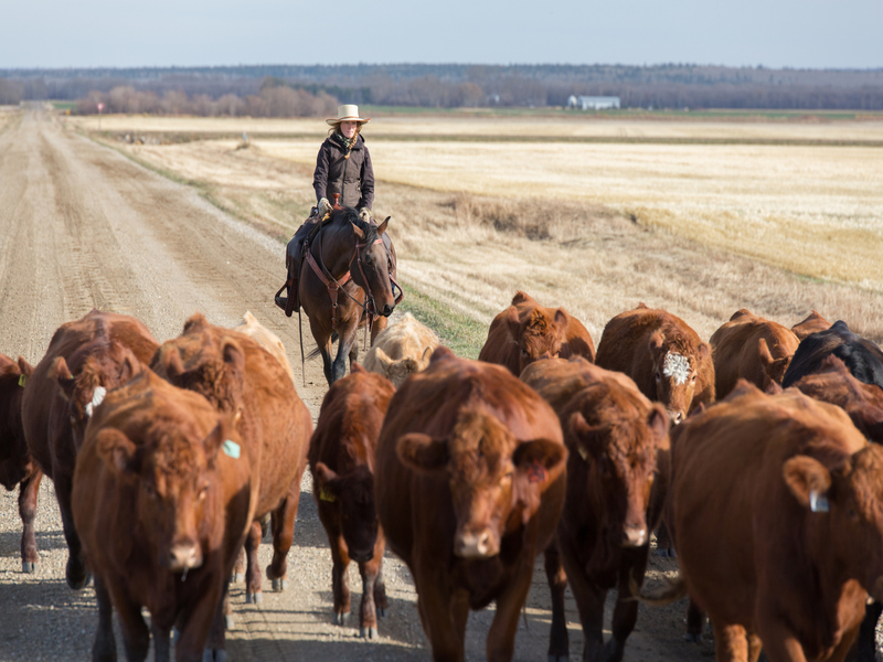 A woman on a horse herding brown cattle in the American countryside