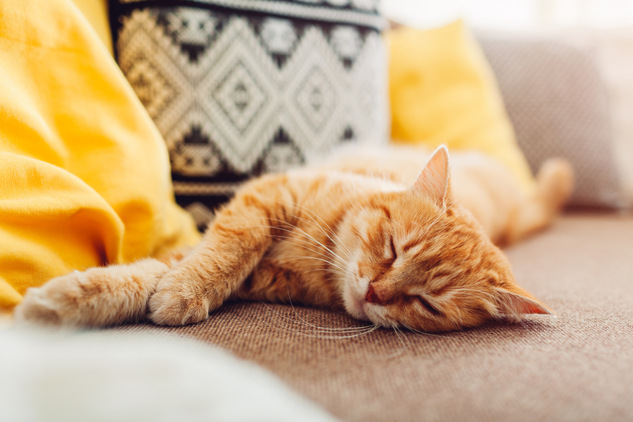 Ginger Cat sleeping