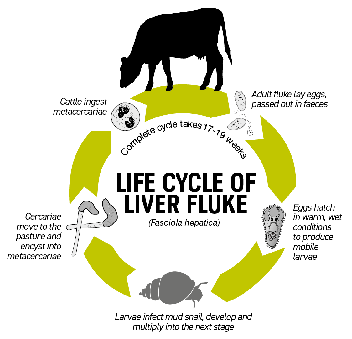 The life cycle of liver fluke in cattle