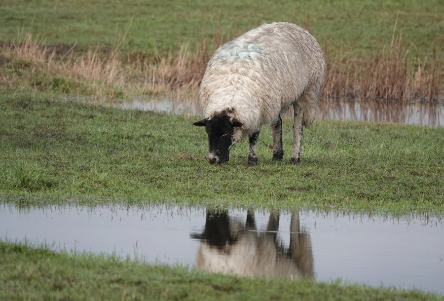 Sheep by water