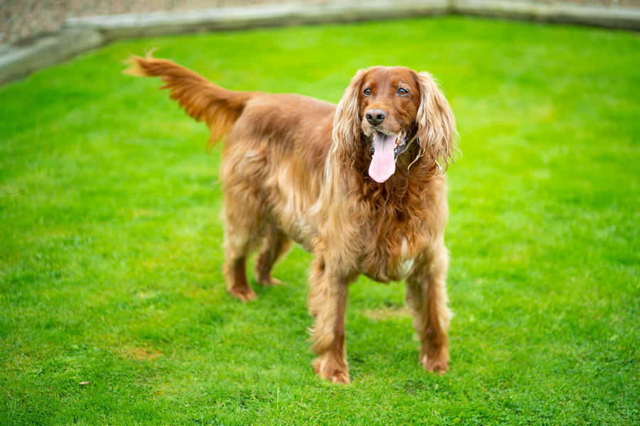 Red Setter