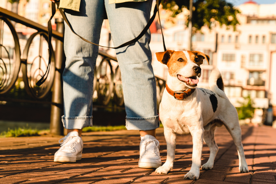 Picture of woman walking a Jack Russell dog