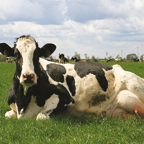 Dairy cow with udder problems