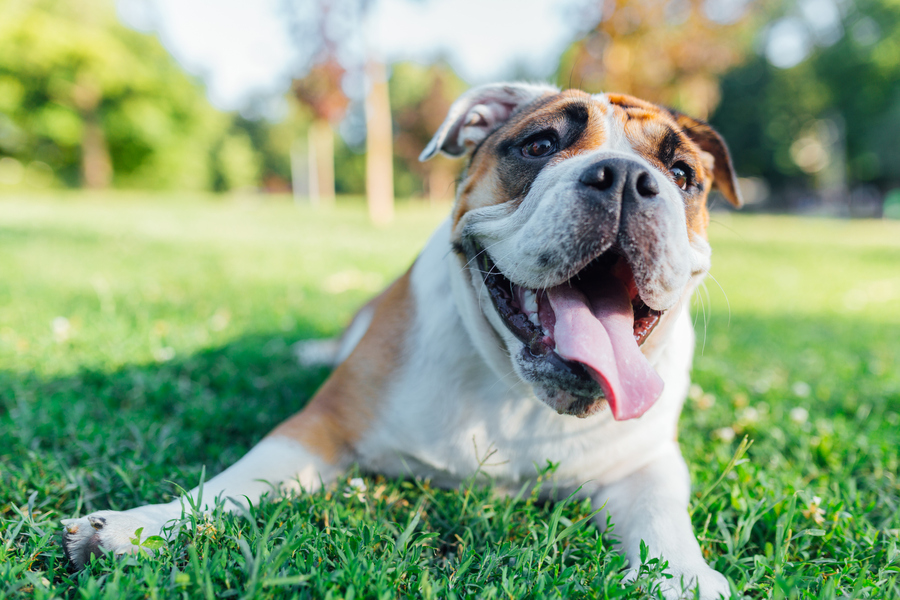 English bulldog on the grass