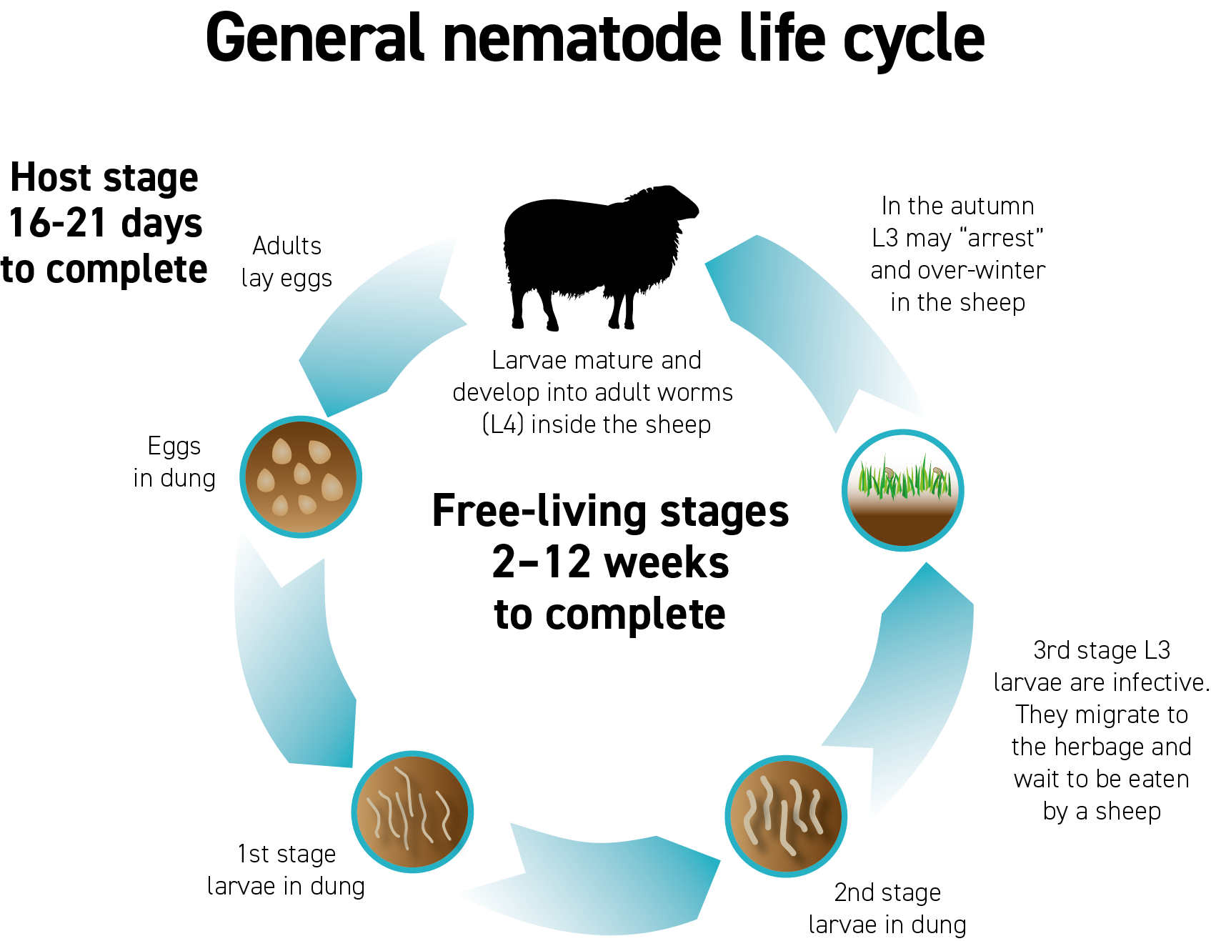 General nematode life cycle